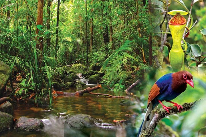 Sinharaja Virgin Rainforest Trek
